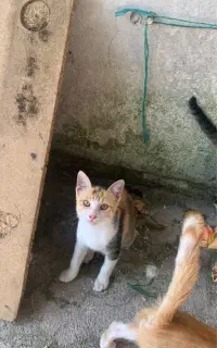 واگذاری رایگان دوتا گربه خوشگل