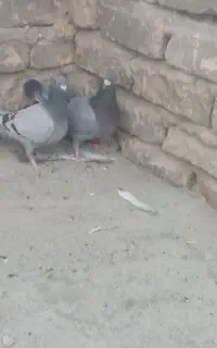 جفت ماده سبز