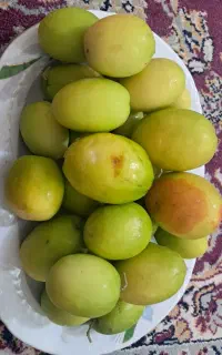 نهال کنار پیوندی