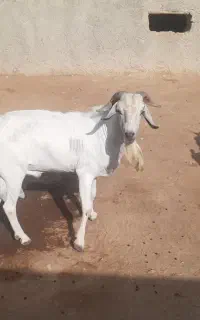 دو عدد بز نَر