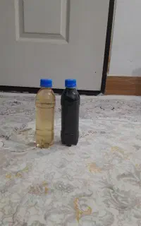 ریکای سیاه و زرد
