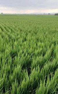 کود سیاه تریپل