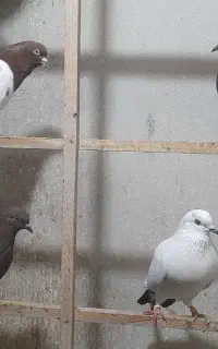 پانزده عدد کبوتر هشت عدد نر هفت تا ماده
