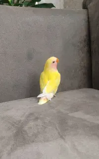 جوجه کوتوله