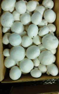 کارگر ساده
