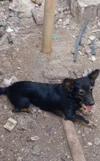 سگ بوجی