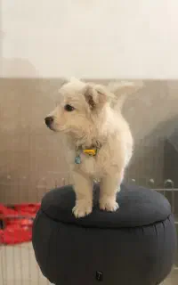 سگ / توله سگ