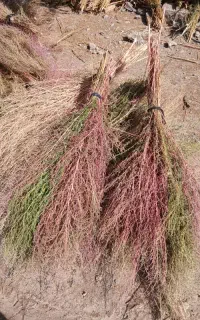 جارو محلی