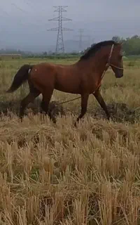 اسب