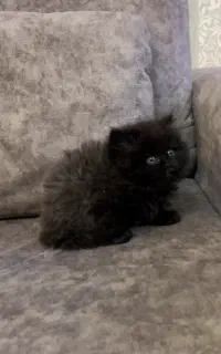 بریتیش لانگ بلک بلو