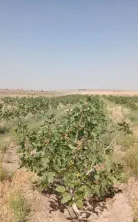 باغ پسته