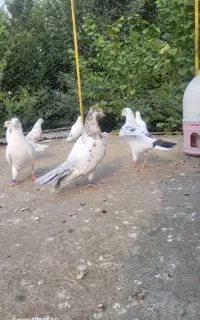 کبوتر