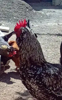مرغ و خروس