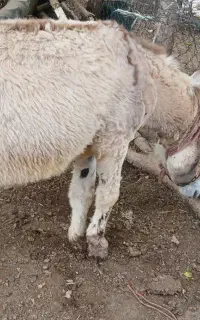 الاغ سه ساله