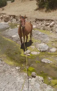 اسب