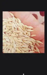 جو  آبی تمیز پر شده در کیسه