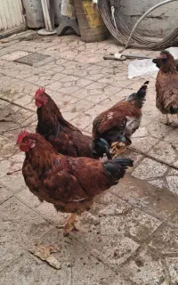نیمچه خروس محلی