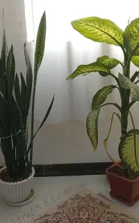 یک گل کرامت و یک گل دیفن