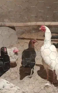 خروس لاری