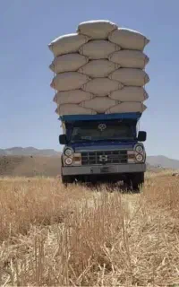 کاه گندم دیم کردستان