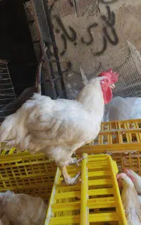 مرغ مادر و تخمی عالی