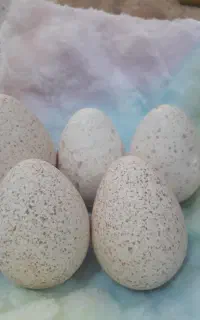 فروش تخم بوقلمون / درجه یک / نتفه دار
