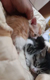 بچه گربه های زیبا و خوشگل