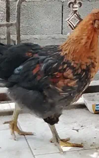 جوجه خروس محلی