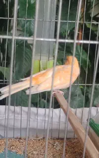 قناری نر خوش رنگ