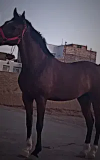 مادیون کره عرب