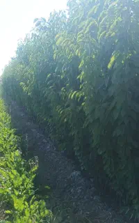 نهال فندق باتلر