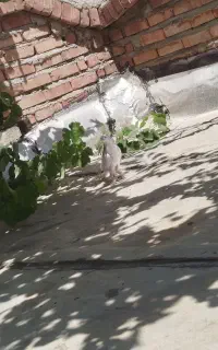 کبوتر ابلاغ ماده