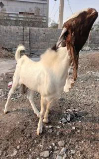 بز پازن