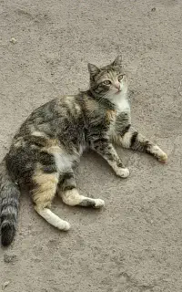 خوشگل