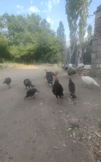 بوقلمون