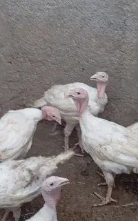 بقلمون گوشتی زنده کیلو 300چاق ارگانیک بدون هرمون