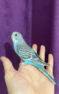 مرغ عشق رام ودستی آبی(گازگرفتن بلدنیست)