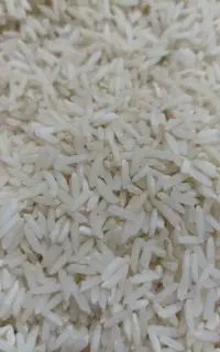 برنج دم سیاه درجه یک به شرط بدون واسطه