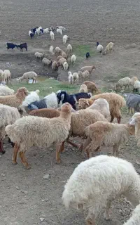 40راس برنر وماده
