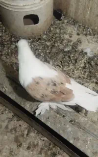 کبوتر