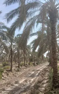 قطع نخل و درخت با خرید چوب