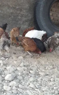 جوجه