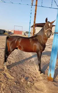 اسب فروشی