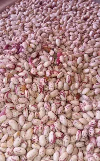 لوبیا چیتی فروشی