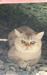 گربه بریتیش نر جهت جفت‌یابی