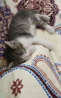 بچه گربه ۲نیم ماهه برای واگذاری