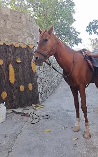 اسب 5نشان