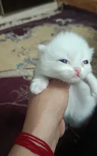 پرشین