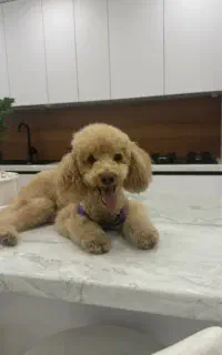 واگذاری پودل