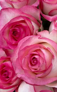 پخش عمده گل رز هلندی شیراز